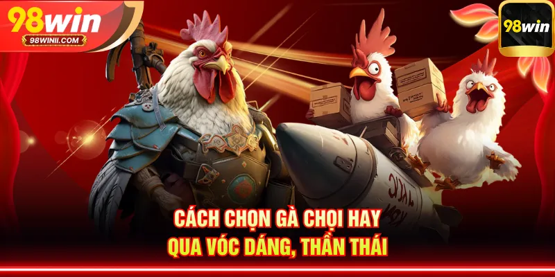 Cách chọn gà chọi hay qua vóc dáng, thần thái